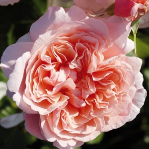200-300 cm - Roza - Rose de Tolbiac® - 